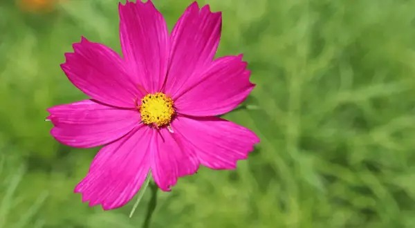 Eine leuchtend pinke Cosmea mit gelber Mitte, die trotz des Namens "cosmea winterhart" im Sommer blüht.