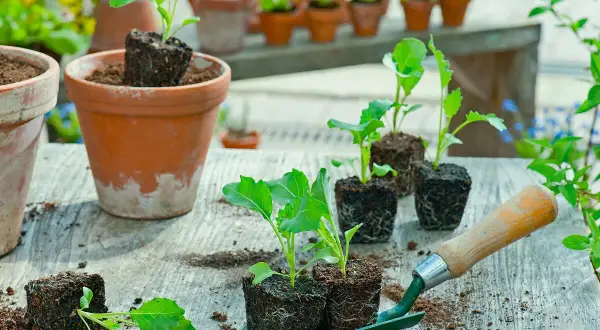 Kohlrabi pflanzen werden auf einer Werkbank vorbereitet. Kleine Setzlinge in Erdklumpen warten darauf, in Töpfe gepflanzt zu werden.
