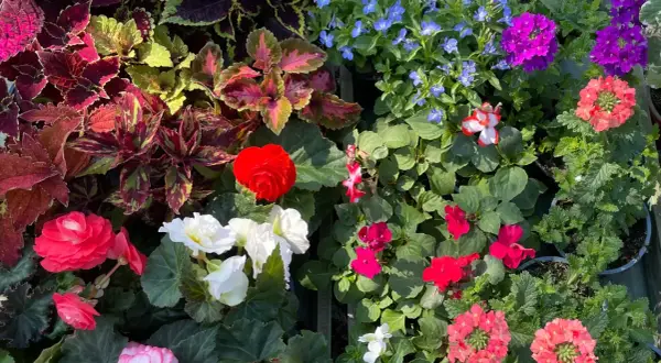 Bunte Blumen für den Blumenkasten: Ideenbilder mit roten, weißen und pinken Blüten, Coleus und blauen Lobelien.
