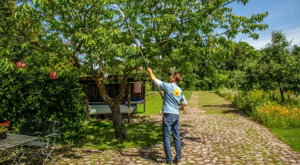 Ein Mann mit Teleskop-Astschere schneidet einen Kirschbaum. Im Hintergrund ein Garten mit Blumen und einem Unterstand.