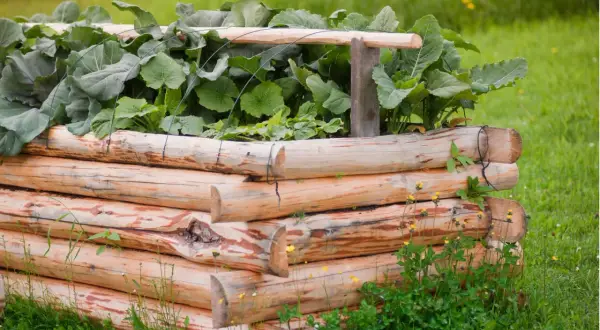 Ein rustikales Hochbeet aus Holzstämmen, gefüllt mit üppigem Grün. Ein hochbeet mal anders, das sich harmonisch in die grüne Wiese einfügt.