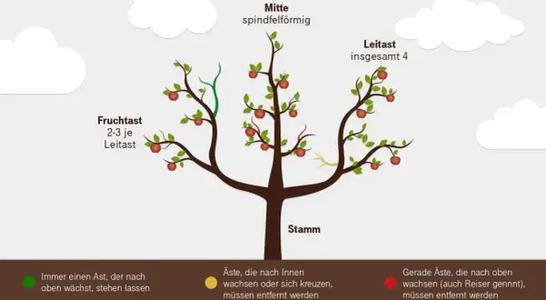 Illustration zeigt, wie man einen birnbaum schneiden sollte. Leit- und Fruchtäste sind markiert.