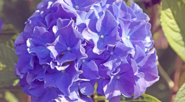 Eine blaue Hortensienblüte in Nahaufnahme. Die Blütenblätter sind zart und leicht gewellt. Die Hortensienpflege ist wichtig für diese Schönheit.