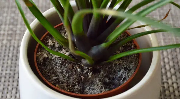 Schimmel breitet sich auf der blumenerde aus. Die feuchte Erde bildet einen Nährboden für Pilze, die sich als weißer Belag zeigen.