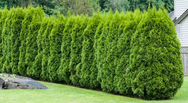 Eine dichte Hecke aus smaragdgrünen Thuja-Bäumen, die ihr schnelles Wachstum zeigt.