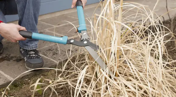 Gartenarbeit: Pampasgras schneiden mit einer Heckenschere. Die braunen Halme werden gekürzt, um Platz für neues Wachstum zu schaffen.