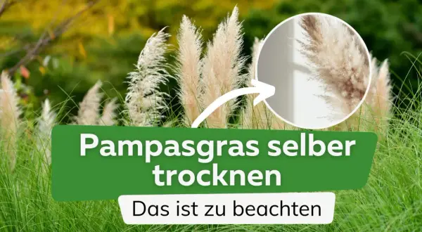 Pampasgras trocknen: So gelingt es. Flauschige Wedel im Detail, um sie selbst zu konservieren.