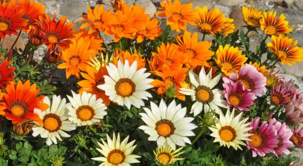 Bunte Gazanien blühen in der Sonne. Diese Blumen vertragen viel Sonne und brauchen wenig Wasser, ideal für sonnige Standorte.