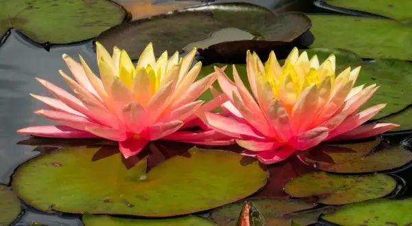 Zwei leuchtende, zweifarbige Wasserlilien im Teich, umgeben von grünen Seerosenblättern. Eine Knospe deutet auf weitere Blüten hin.