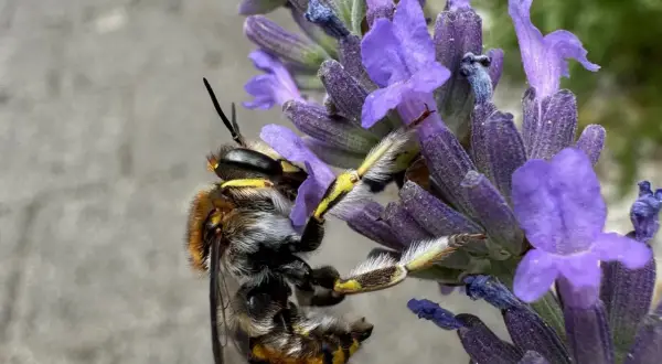 Eine Biene sammelt Nektar am Lavendel. Das Lavendel schneiden ist noch nicht dran, die Natur ist fleißig.