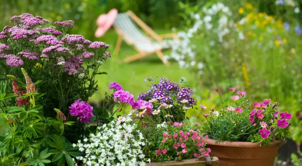 Bunte Blumenpracht im Juli: Schafgarbe, Lupinen, Geranien und Petunien blühen in voller Pracht. Perfekt für alle, die wissen, welche Blumen im Juli pflanzen.