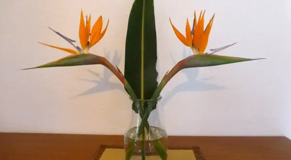 Zwei exotische Strelitzienblüten und ein Blatt in einer Glasvase. Die richtige Strelitzie Pflege sorgt für diese Schönheit.