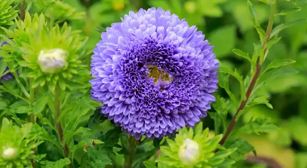 Eine prächtige, violette Aster blüht im Garten. Ihr voller Blütenkopf ist von grünen Blättern und noch ungeöffneten Knospen umgeben. Ein schöner astern standort.