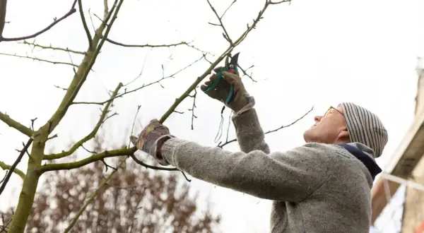 Mann mit Brille und Mütze schneidet mit einer Astschere einen Zwetschgenbaum.