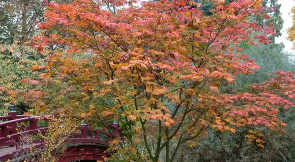 Ein japanischer Ahorn mit leuchtend roten und orangen Blättern steht im Herbst neben einer roten Brücke. Der ideale japanischer Ahorn Standort.
