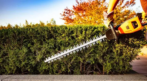 Gartenarbeit im Herbst: Eine Hand mit Handschuh benutzt eine Heckenschere, um die Hecke zu schneiden. Der Himmel ist blau, Bäume im Hintergrund leuchten in warmen Farben.