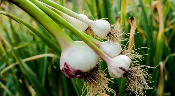 Frisch geernteter Knoblauch mit Wurzeln. Die Frage "wann Knoblauch pflanzen" beschäftigt Gärtner im Herbst.