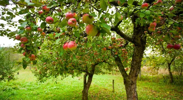 Reife Äpfel hängen an einem alten Apfelbaum. Ein weiterer Baum im Hintergrund zeigt, wie schön es ist, einen Apfelbaum zu pflanzen.