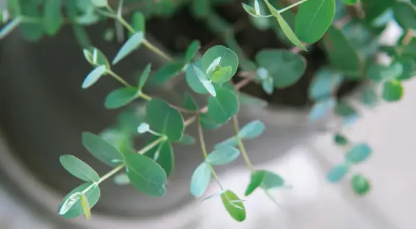Zarte grüne Blätter eines Eukalyptus im Garten, die sich sanft im Wind wiegen.