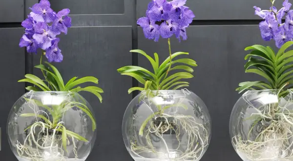 Drei lila Orchideen in Glasvasen mit sichtbaren Wurzeln. Die Pflanzen zeigen, wie wichtig die richtige Orchideen Pflege ist, damit sie so prächtig gedeihen.