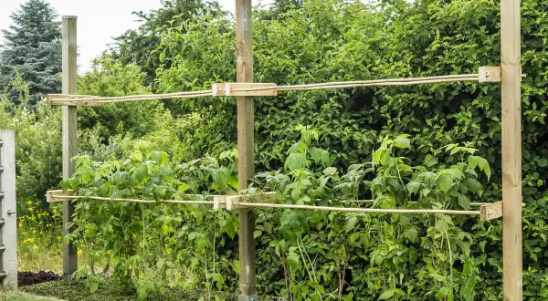Robuste Rankhilfe für Himbeeren aus Holzpfosten und Bambusstäben, die den Pflanzen Halt gibt und für eine gute Ernte sorgt.