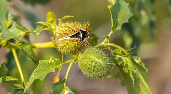 Stachelige Kapseln einer Datura, einer der giftigen Pflanzen Deutschlands. Vorsicht vor dieser Schönheit!