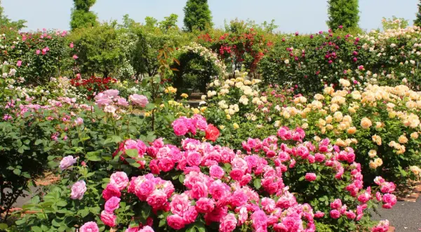 Ein Meer aus rosa, gelben und roten Rosen. Hier kann man sehen, wie man Rosen vermehren kann, indem man die Blütenpracht bewundert.