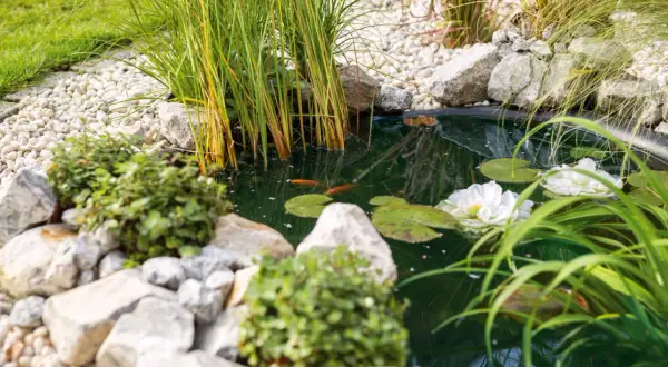 Ein kleiner Gartenteich mit zwei Goldfischen, Seerosen und Schilf. Tolle Ideen für einen kleinen Gartenteich.