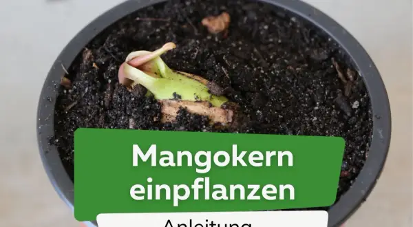 Ein junger Mangokern keimt in dunkler Erde. Die Anleitung zum Mangokern einpflanzen zeigt den Beginn eines neuen Lebens.