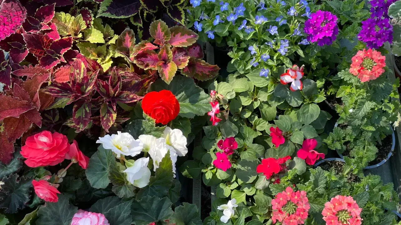 Bunte Blumen für den Blumenkasten: Ideenbilder mit roten, weißen und pinken Blüten, Coleus und blauen Lobelien.