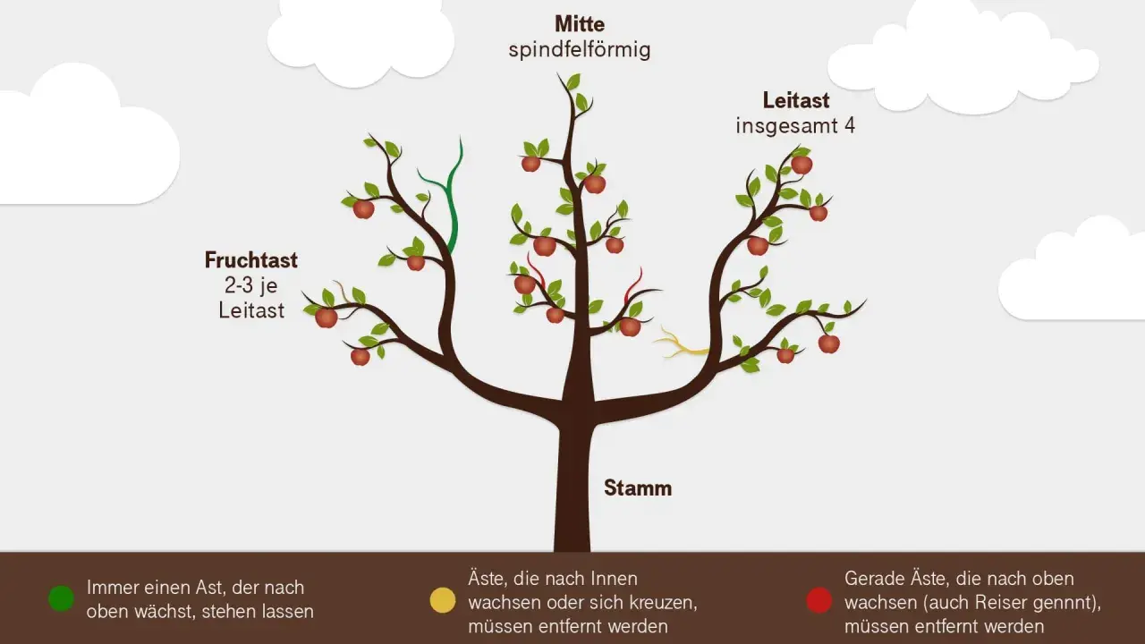 Illustration zeigt, wie man einen birnbaum schneiden sollte. Leit- und Fruchtäste sind markiert.