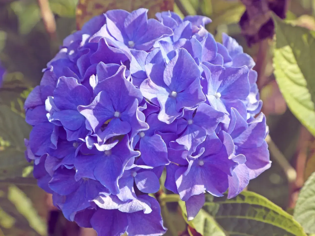 Eine blaue Hortensienblüte in Nahaufnahme. Die Blütenblätter sind zart und leicht gewellt. Die Hortensienpflege ist wichtig für diese Schönheit.