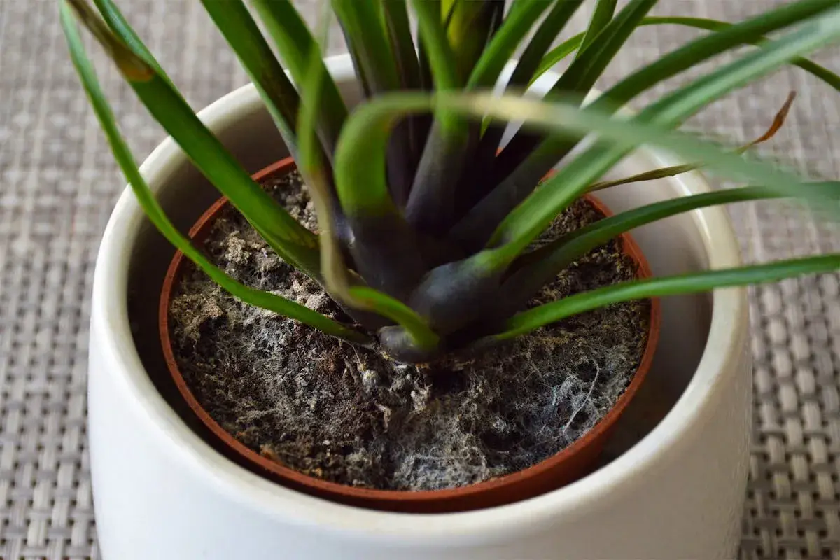 Schimmel breitet sich auf der blumenerde aus. Die feuchte Erde bildet einen Nährboden für Pilze, die sich als weißer Belag zeigen.