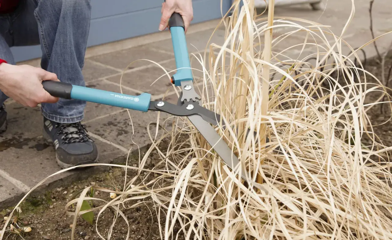 Gartenarbeit: Pampasgras schneiden mit einer Heckenschere. Die braunen Halme werden gekürzt, um Platz für neues Wachstum zu schaffen.