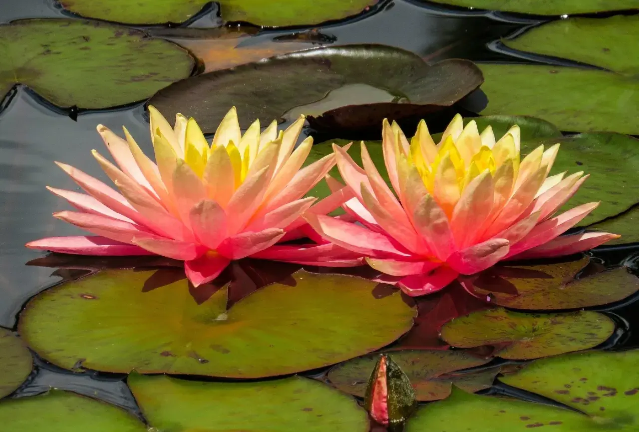 Zwei leuchtende, zweifarbige Wasserlilien im Teich, umgeben von grünen Seerosenblättern. Eine Knospe deutet auf weitere Blüten hin.