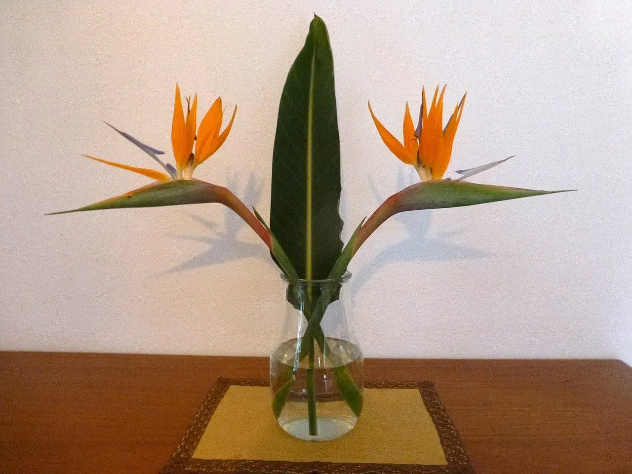 Zwei exotische Strelitzienblüten und ein Blatt in einer Glasvase. Die richtige Strelitzie Pflege sorgt für diese Schönheit.