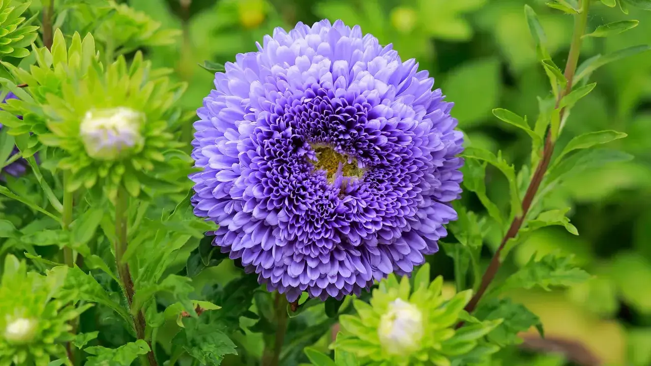 Eine prächtige, violette Aster blüht im Garten. Ihr voller Blütenkopf ist von grünen Blättern und noch ungeöffneten Knospen umgeben. Ein schöner astern standort.