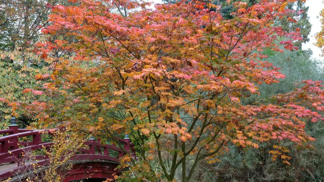 Ein japanischer Ahorn mit leuchtend roten und orangen Blättern steht im Herbst neben einer roten Brücke. Der ideale japanischer Ahorn Standort.