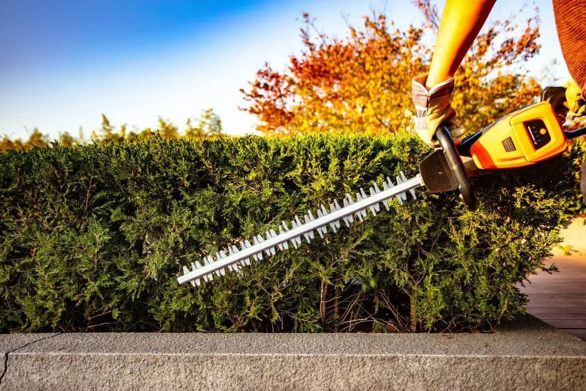 Gartenarbeit im Herbst: Eine Hand mit Handschuh benutzt eine Heckenschere, um die Hecke zu schneiden. Der Himmel ist blau, Bäume im Hintergrund leuchten in warmen Farben.