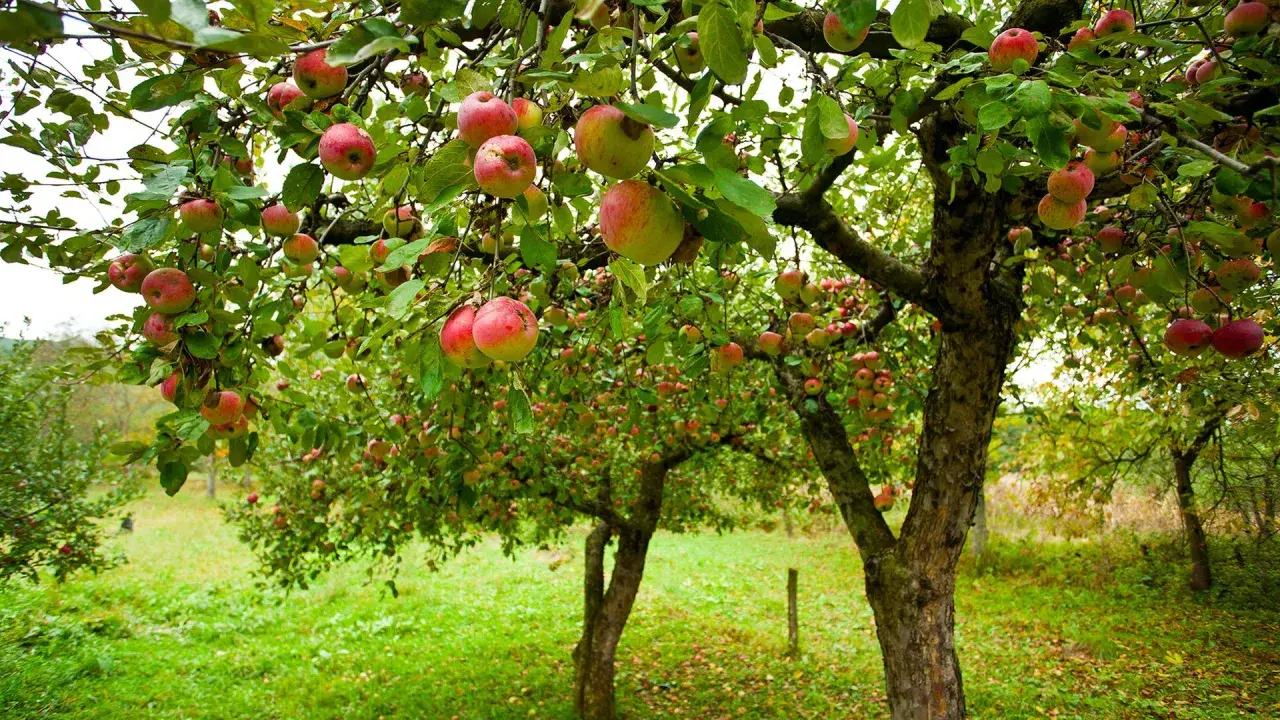 Reife Äpfel hängen an einem alten Apfelbaum. Ein weiterer Baum im Hintergrund zeigt, wie schön es ist, einen Apfelbaum zu pflanzen.