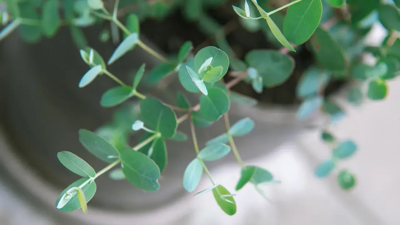 Zarte grüne Blätter eines Eukalyptus im Garten, die sich sanft im Wind wiegen.