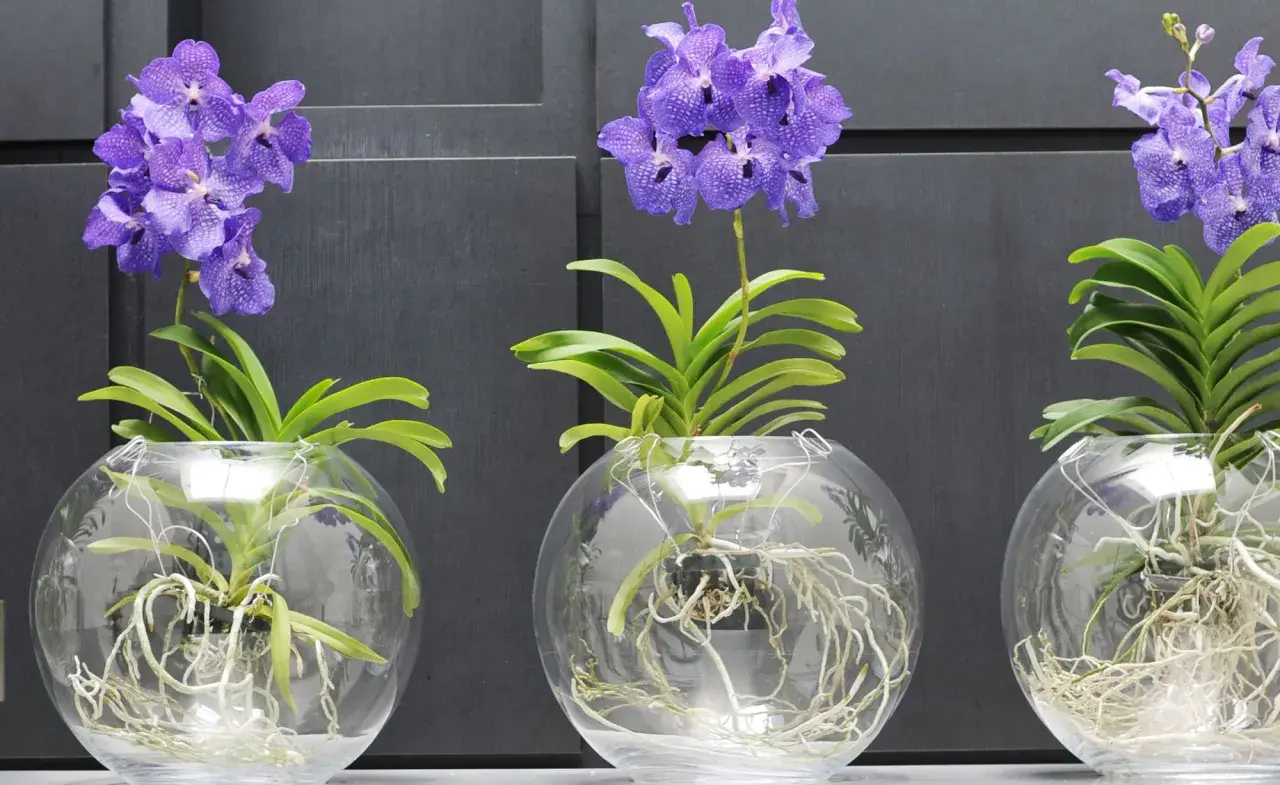 Drei lila Orchideen in Glasvasen mit sichtbaren Wurzeln. Die Pflanzen zeigen, wie wichtig die richtige Orchideen Pflege ist, damit sie so prächtig gedeihen.