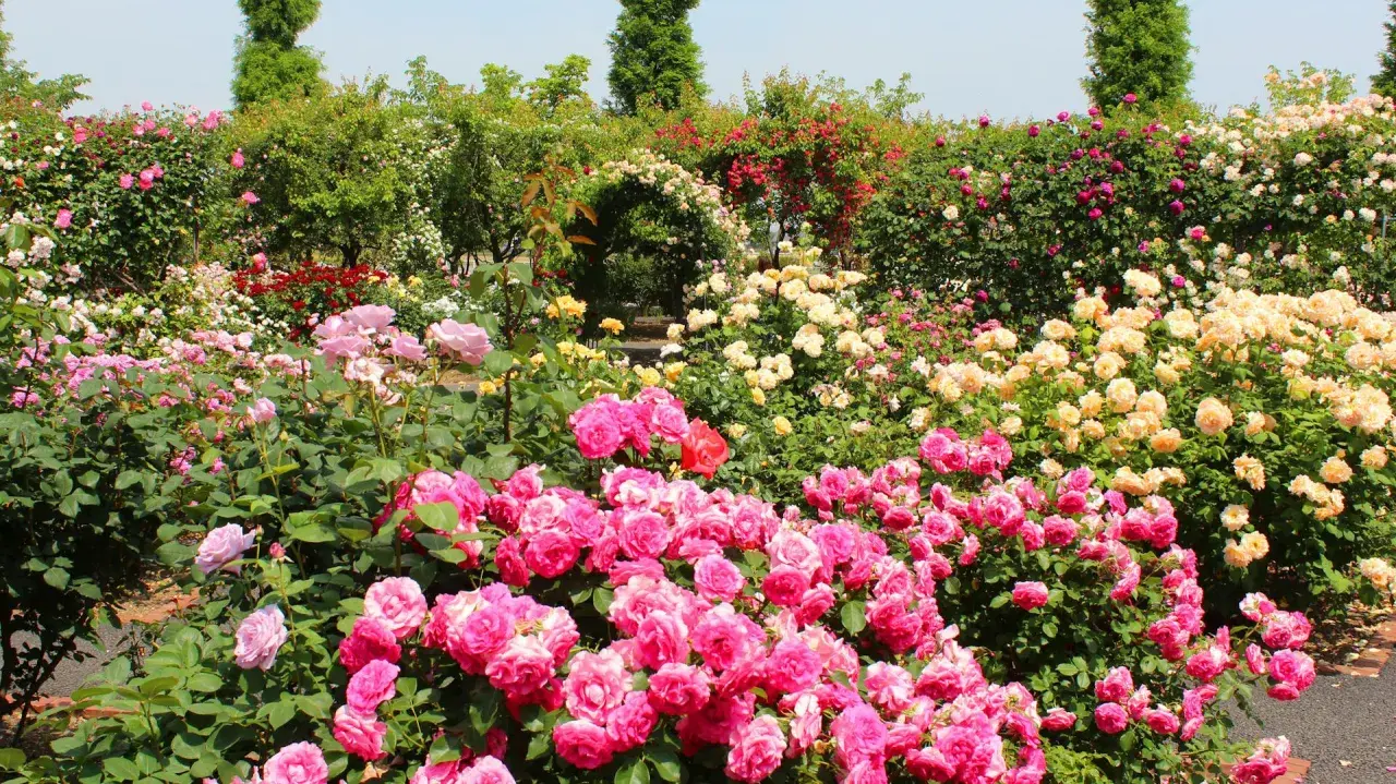 Ein Meer aus rosa, gelben und roten Rosen. Hier kann man sehen, wie man Rosen vermehren kann, indem man die Blütenpracht bewundert.
