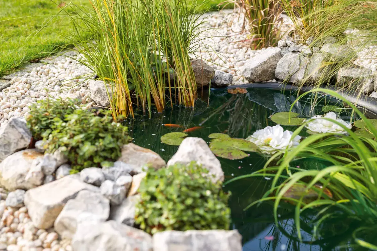 Ein kleiner Gartenteich mit zwei Goldfischen, Seerosen und Schilf. Tolle Ideen für einen kleinen Gartenteich.