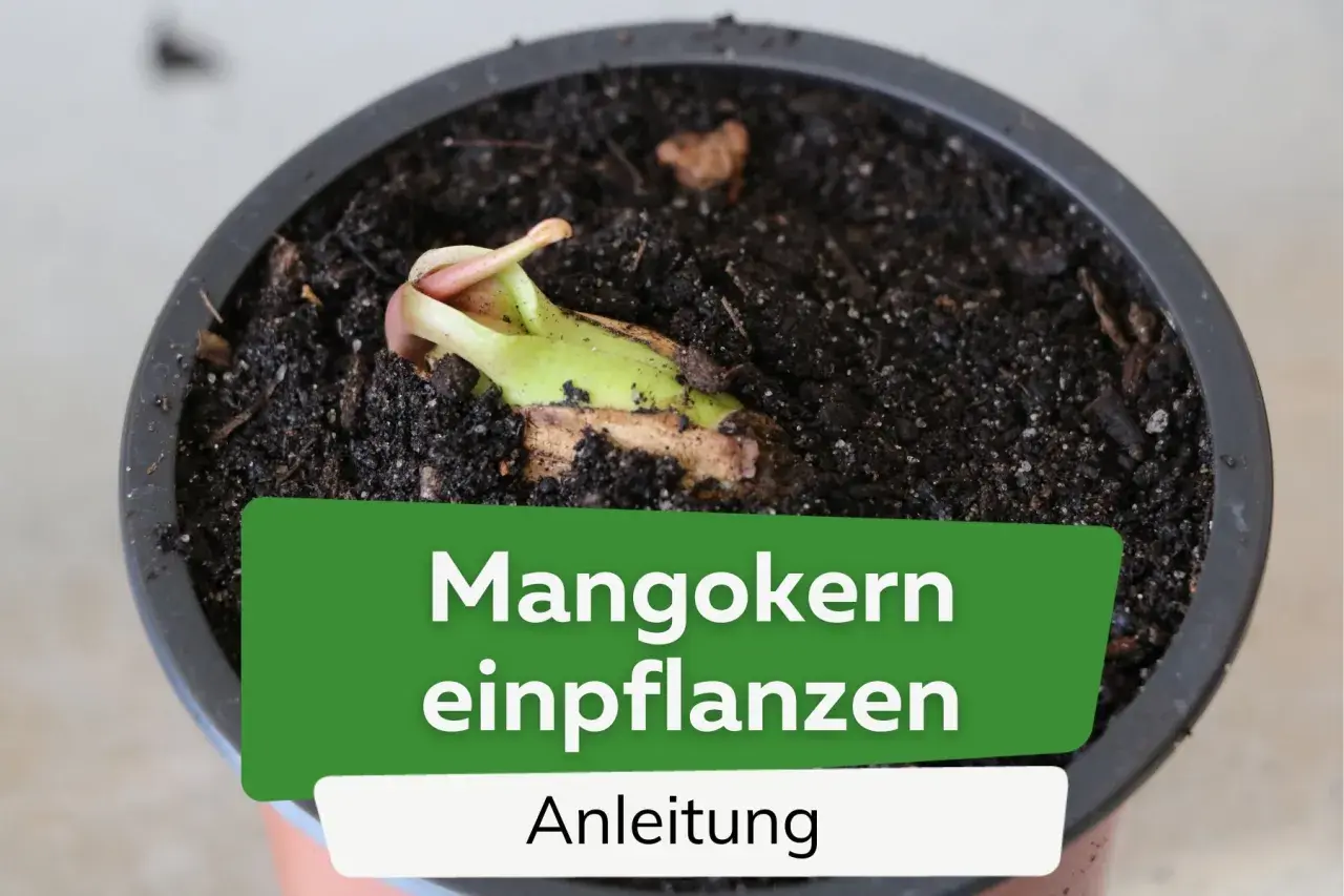 Ein junger Mangokern keimt in dunkler Erde. Die Anleitung zum Mangokern einpflanzen zeigt den Beginn eines neuen Lebens.