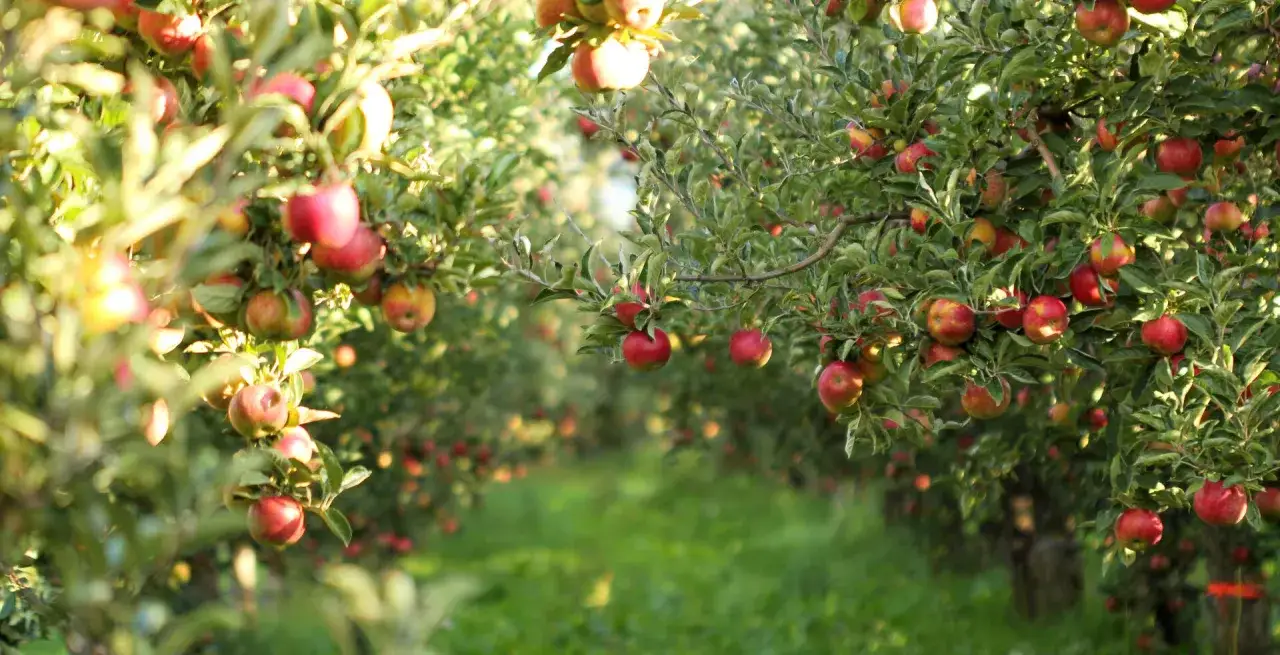 Reife Äpfel hängen an Zweigen in einem sonnigen Obstgarten. Ein idealer Ort, um einen neuen Apfelbaum zu pflanzen und bald eigene Früchte zu ernten.