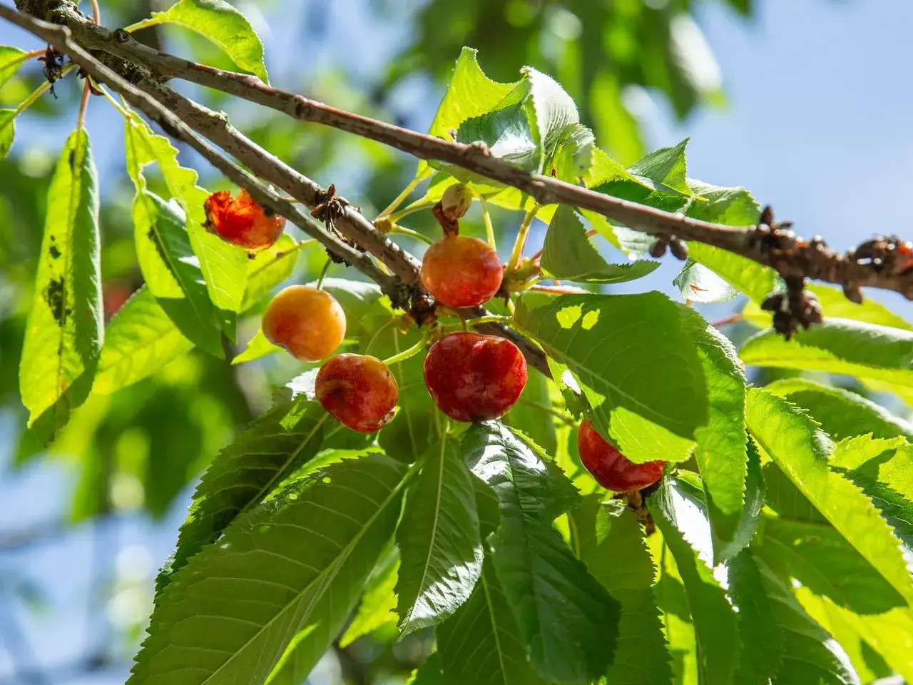 Reife Kirschen hängen an einem Ast. Der richtige Zeitpunkt für den Kirschbaum schneiden ist bald.