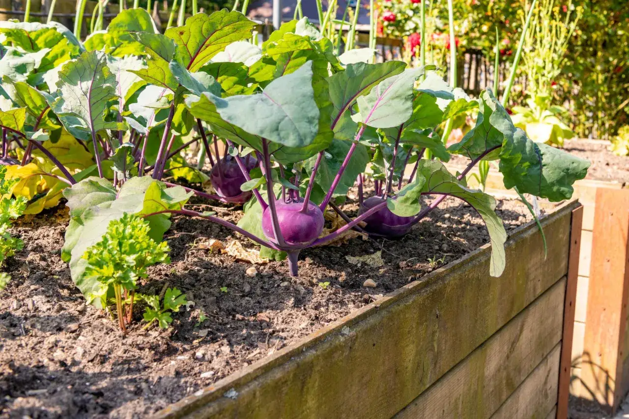 Lila Kohlrabi pflanzen wachsen in einem Hochbeet. Die runden Knollen sind von großen, grünen Blättern umgeben.