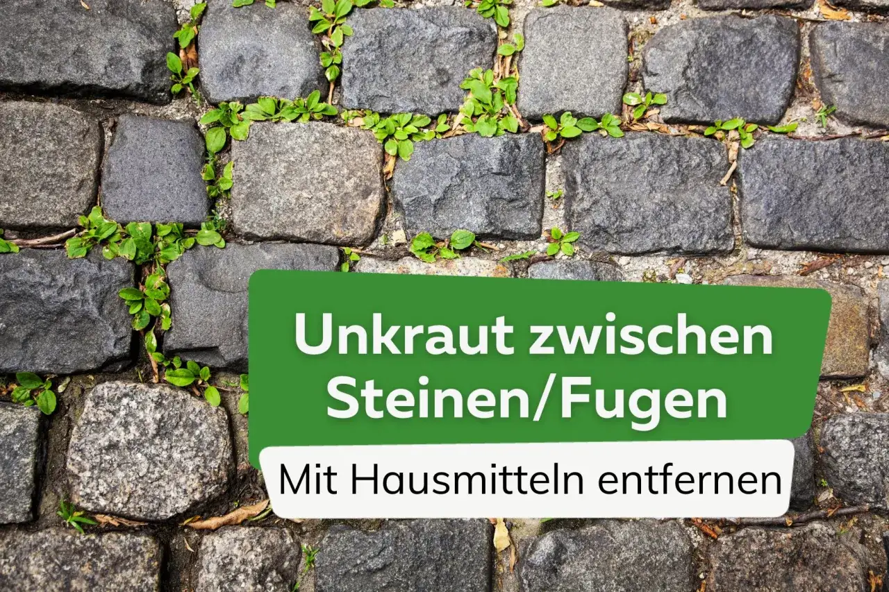 Unkraut in Fugen zwischen Steinen entfernen. Gr&uuml;ne Pfl&auml;nzchen wachsen hartn&auml;ckig aus den Ritzen von Kopfsteinpflaster.