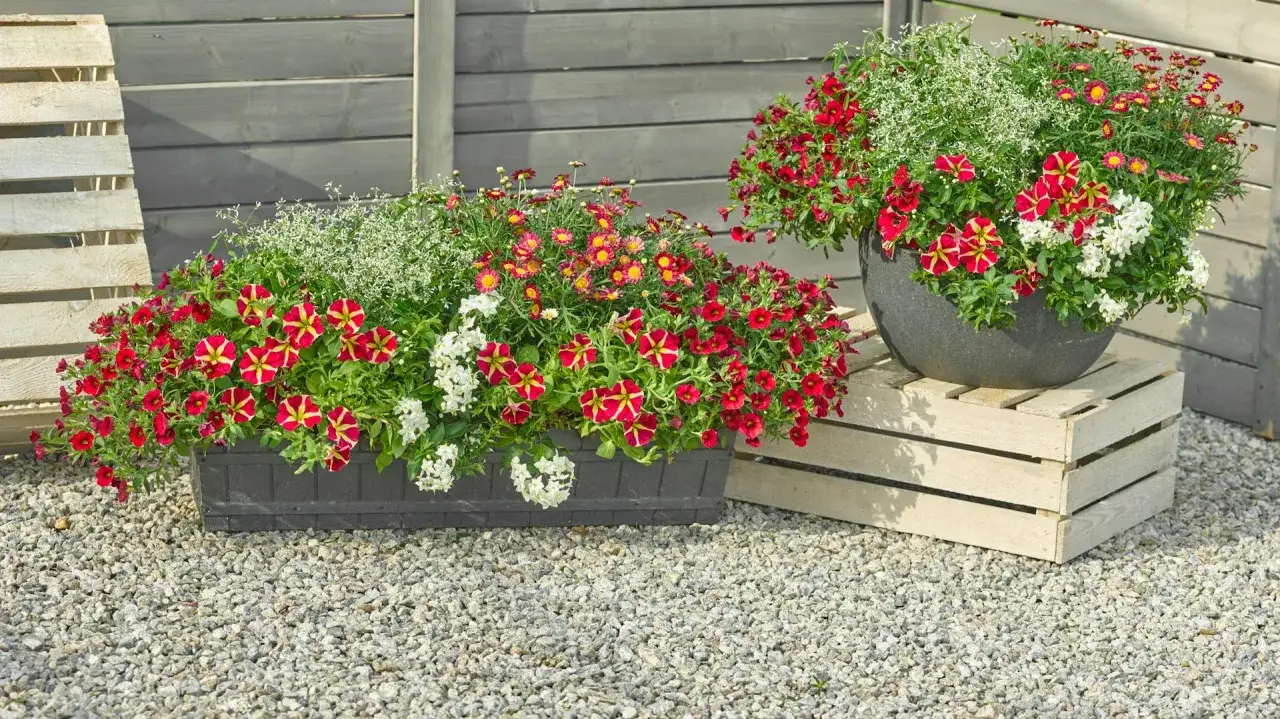 Blumenkasten bepflanzen Ideen: Üppige Petunien in Rot und Gelb, zarte weiße Blüten und kleine gelbe Margeriten schaffen ein farbenfrohes Arrangement.